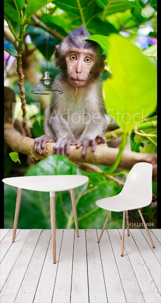 Picture of Bali monkey